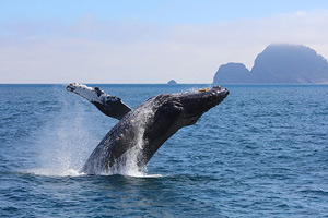 North Pacific Expeditions
